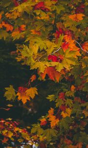 Preview wallpaper maple, autumn, branches, leaves, blur, colorful