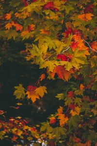 Preview wallpaper maple, autumn, branches, leaves, blur, colorful