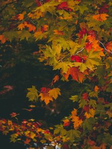 Preview wallpaper maple, autumn, branches, leaves, blur, colorful