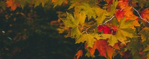 Preview wallpaper maple, autumn, branches, leaves, blur, colorful