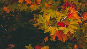 Preview wallpaper maple, autumn, branches, leaves, blur, colorful