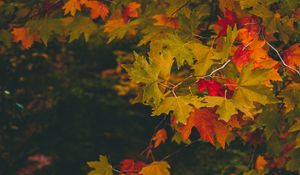 Preview wallpaper maple, autumn, branches, leaves, blur, colorful
