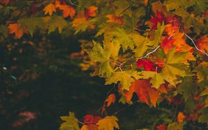 Preview wallpaper maple, autumn, branches, leaves, blur, colorful