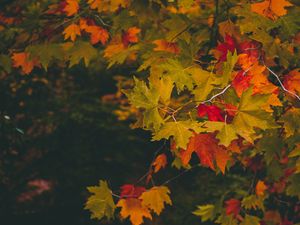 Preview wallpaper maple, autumn, branches, leaves, blur, colorful