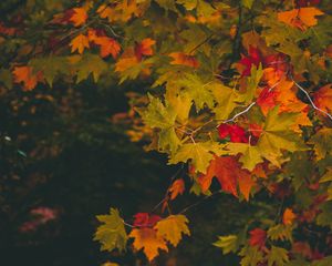 Preview wallpaper maple, autumn, branches, leaves, blur, colorful