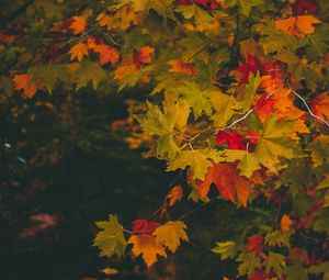 Preview wallpaper maple, autumn, branches, leaves, blur, colorful