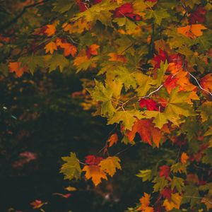 Preview wallpaper maple, autumn, branches, leaves, blur, colorful