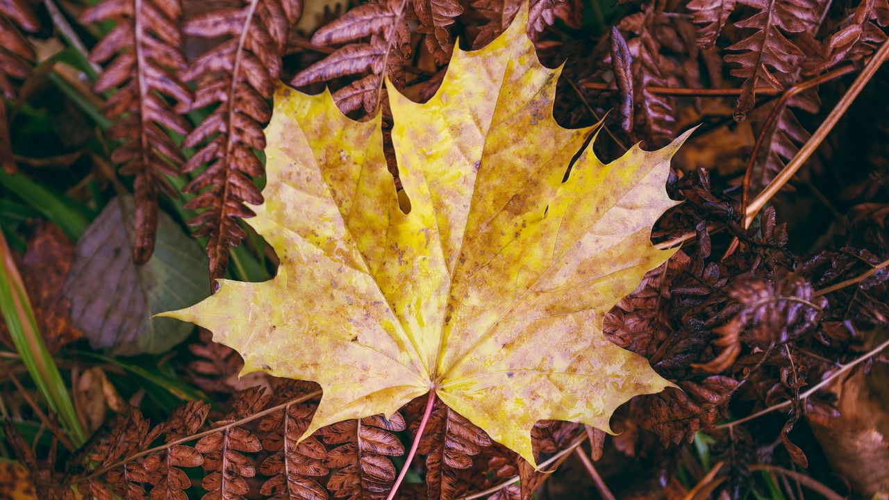 Wallpaper maple, autumn, leaf, grass