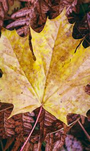 Preview wallpaper maple, autumn, leaf, grass