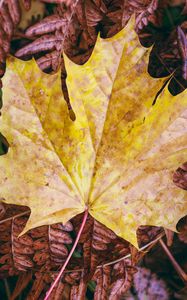 Preview wallpaper maple, autumn, leaf, grass
