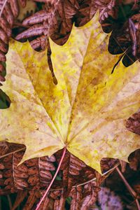 Preview wallpaper maple, autumn, leaf, grass