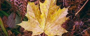Preview wallpaper maple, autumn, leaf, grass