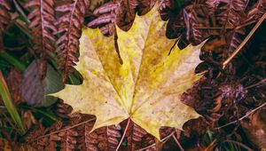 Preview wallpaper maple, autumn, leaf, grass
