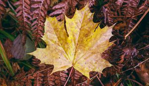 Preview wallpaper maple, autumn, leaf, grass