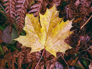 Preview wallpaper maple, autumn, leaf, grass