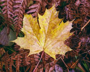 Preview wallpaper maple, autumn, leaf, grass