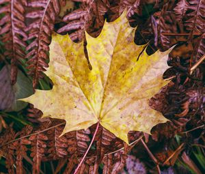 Preview wallpaper maple, autumn, leaf, grass