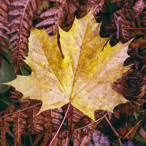 Preview wallpaper maple, autumn, leaf, grass