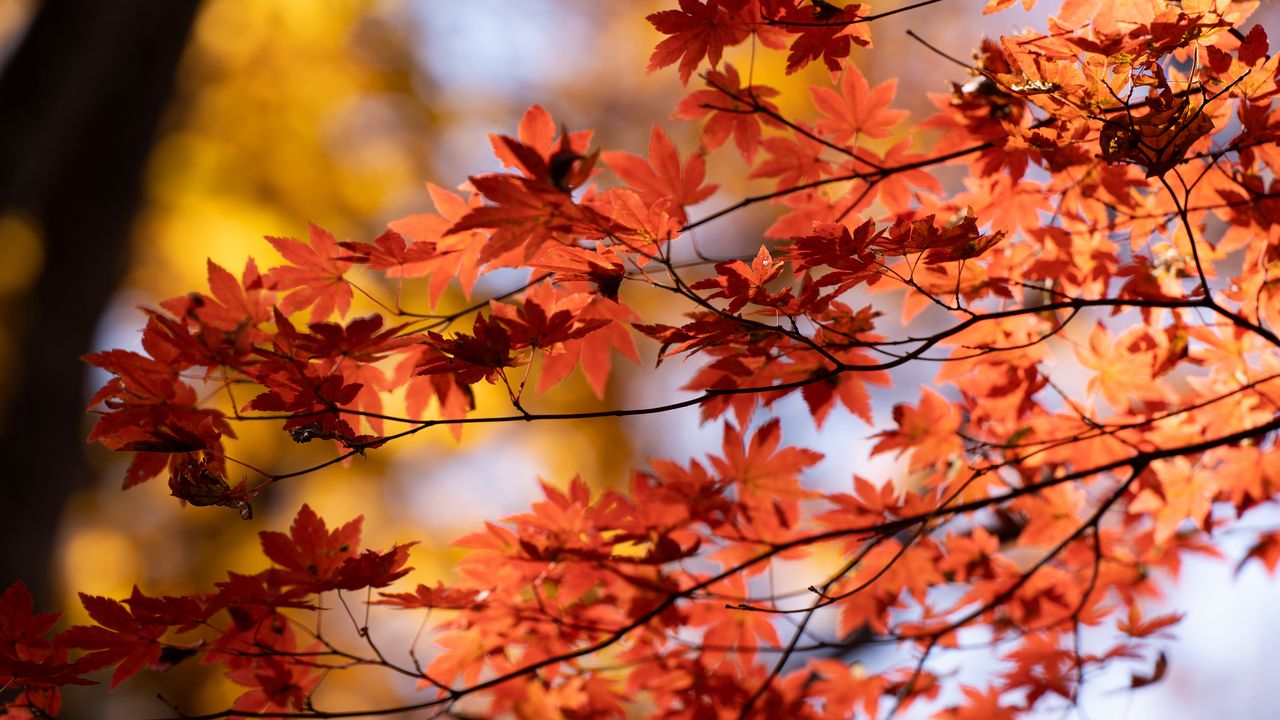 Wallpaper maple, autumn, leaves, blur, maple leaves