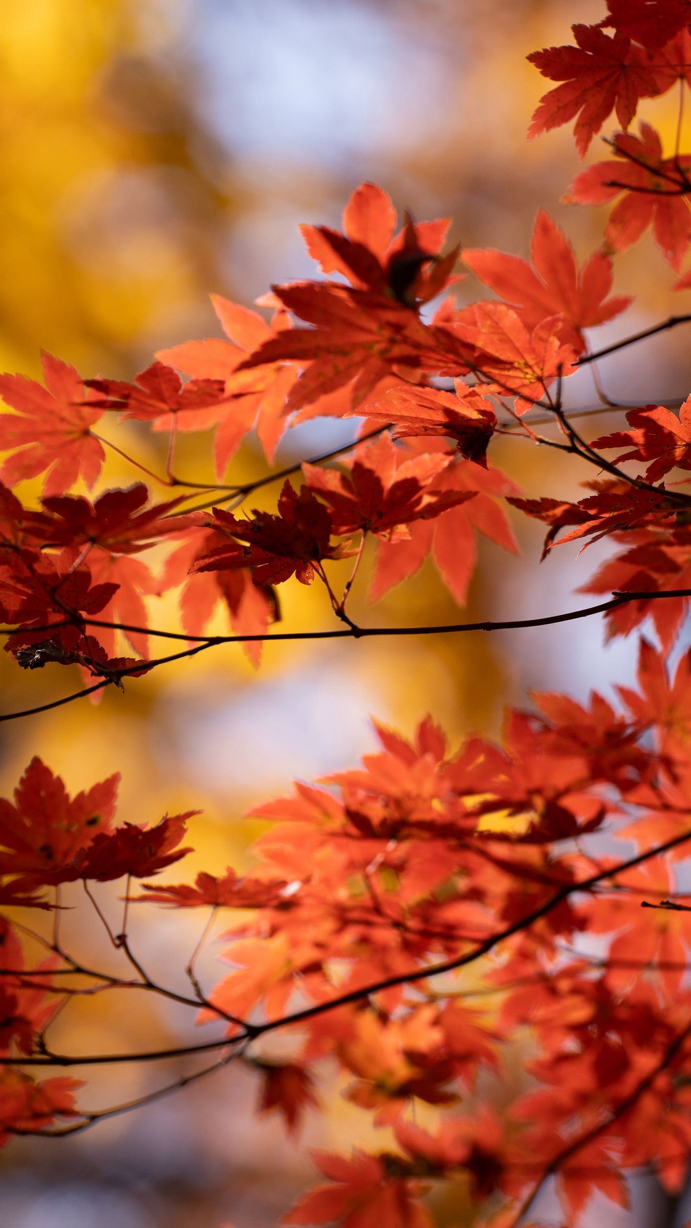 Download Wallpaper 1350x2400 Maple Autumn Leaves Blur Maple Leaves