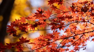 Preview wallpaper maple, autumn, leaves, blur, maple leaves