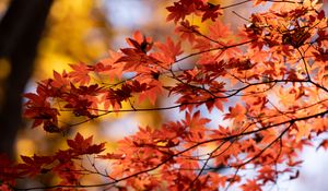 Preview wallpaper maple, autumn, leaves, blur, maple leaves
