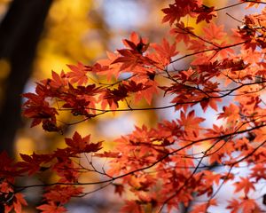 Preview wallpaper maple, autumn, leaves, blur, maple leaves