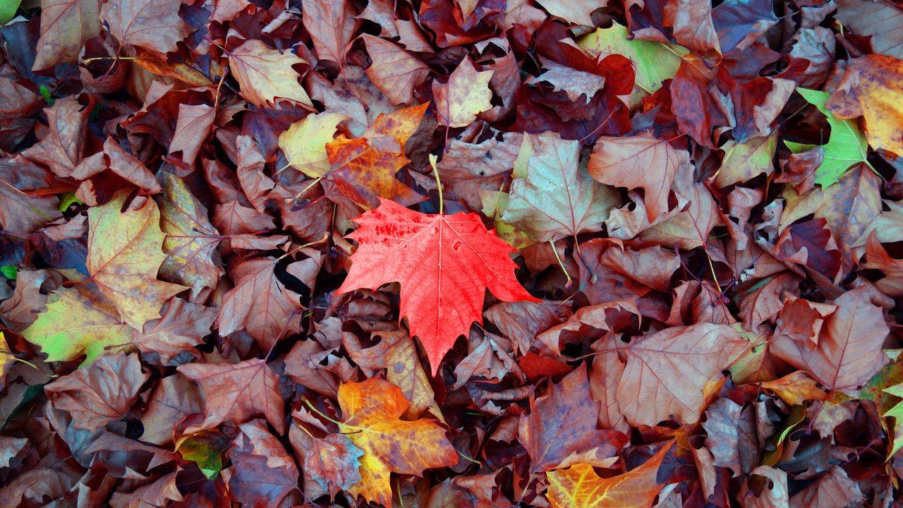 Wallpaper maple, autumn, leaves, fallen