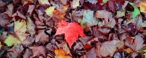 Preview wallpaper maple, autumn, leaves, fallen