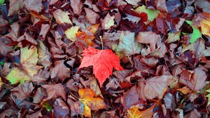 Preview wallpaper maple, autumn, leaves, fallen