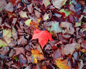 Preview wallpaper maple, autumn, leaves, fallen