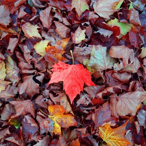 Preview wallpaper maple, autumn, leaves, fallen