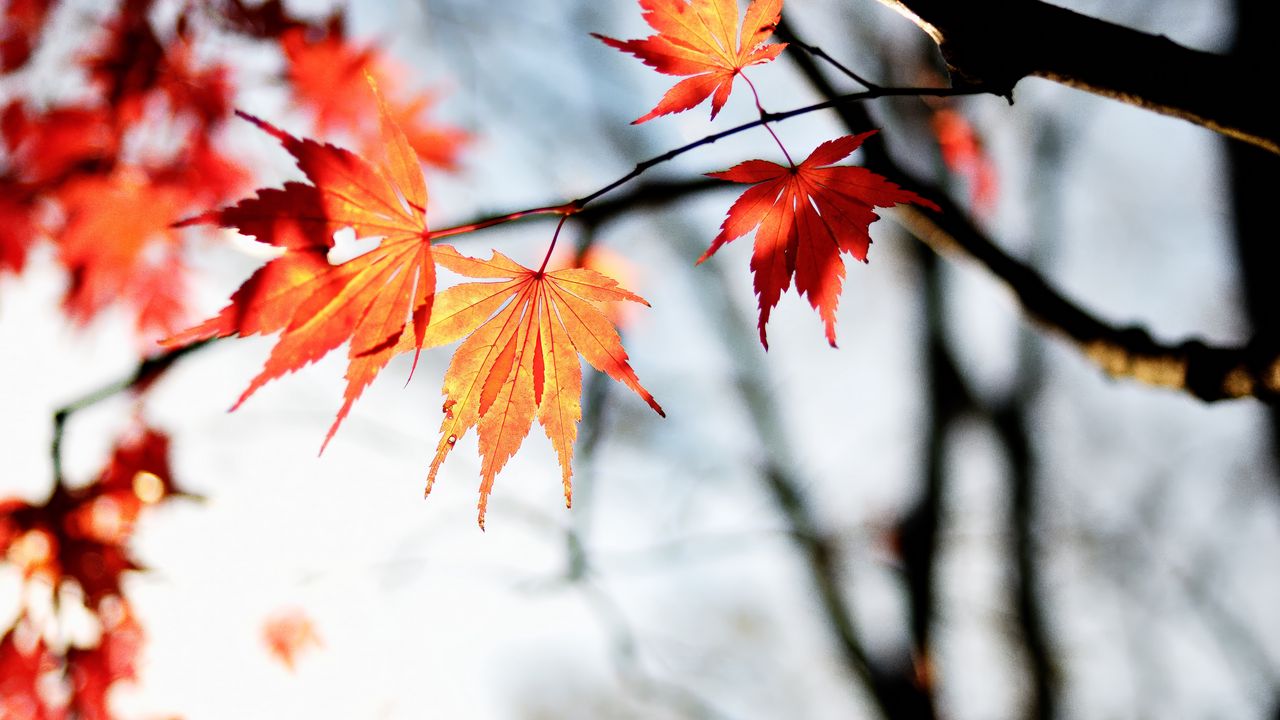 Wallpaper maple, autumn, leaves, maple leaves