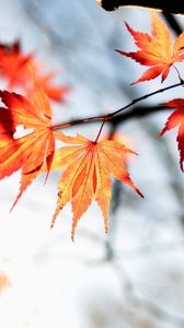 Preview wallpaper maple, autumn, leaves, maple leaves