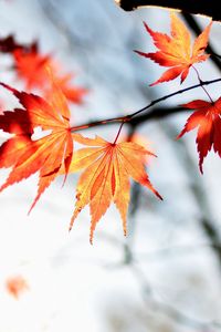 Preview wallpaper maple, autumn, leaves, maple leaves