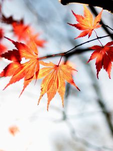 Preview wallpaper maple, autumn, leaves, maple leaves