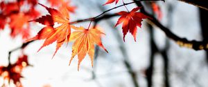 Preview wallpaper maple, autumn, leaves, maple leaves