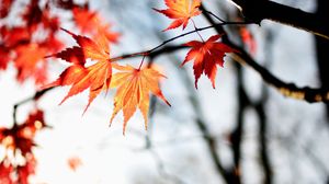 Preview wallpaper maple, autumn, leaves, maple leaves