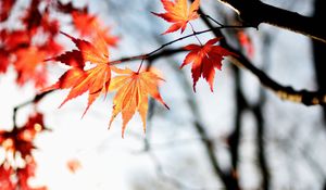 Preview wallpaper maple, autumn, leaves, maple leaves