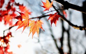 Preview wallpaper maple, autumn, leaves, maple leaves