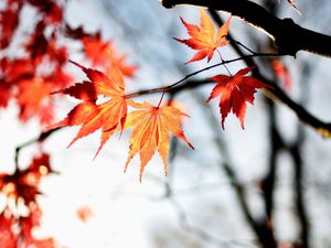 Preview wallpaper maple, autumn, leaves, maple leaves