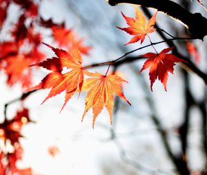 Preview wallpaper maple, autumn, leaves, maple leaves