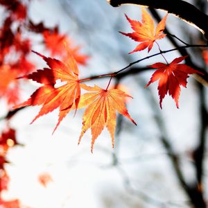 Preview wallpaper maple, autumn, leaves, maple leaves