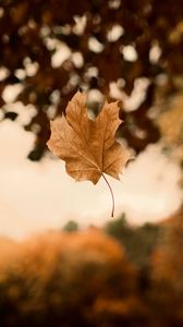 Preview wallpaper maple, autumn, leaves, focus