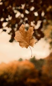 Preview wallpaper maple, autumn, leaves, focus