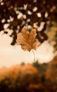 Preview wallpaper maple, autumn, leaves, focus