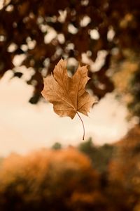 Preview wallpaper maple, autumn, leaves, focus