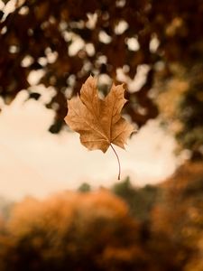 Preview wallpaper maple, autumn, leaves, focus