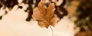 Preview wallpaper maple, autumn, leaves, focus