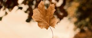 Preview wallpaper maple, autumn, leaves, focus